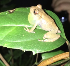 Pristimantis miyatai