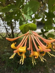Lonicera sempervirens
