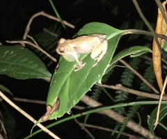 Pristimantis miyatai