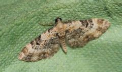 Eupithecia linariata