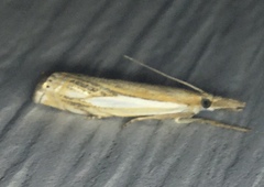 Crambus agitatellus