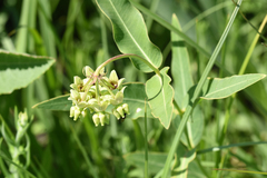 Asclepias meadii