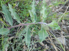 Asclepias viridiflora