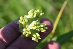 Asclepias meadii