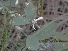 Gillmeria albertae