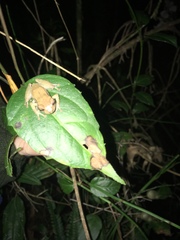 Pristimantis miyatai