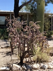 Cylindropuntia thurberi versicolor