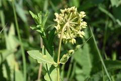 Asclepias meadii