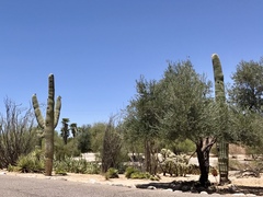 Carnegiea gigantea