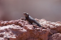 Sceloporus hunsakeri