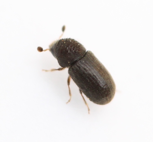 Cryphalus abietis