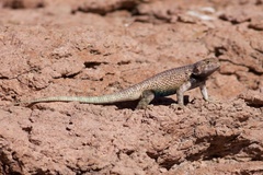 Sceloporus hunsakeri