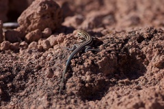 Aspidoscelis espiritensis