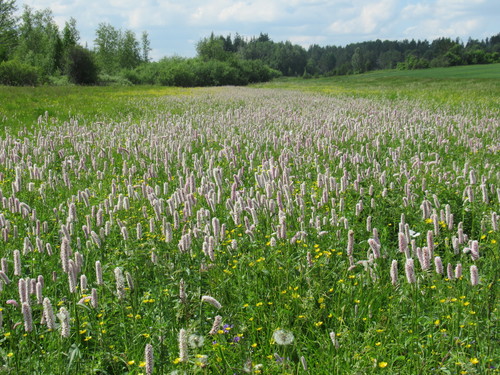Bistorta officinalis iNat (1)