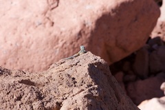 Petrosaurus thalassinus