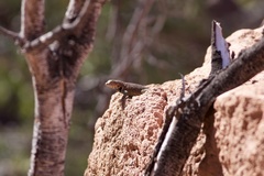 Sceloporus hunsakeri