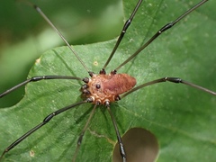 Leiobunum calcar