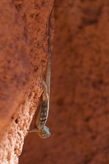 Petrosaurus thalassinus