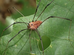 Leiobunum calcar
