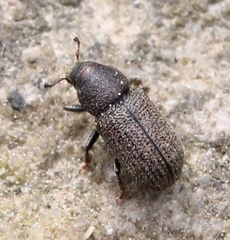 Hylurgops palliatus
