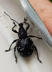 Otiorhynchus gemmatus