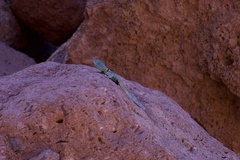 Petrosaurus thalassinus