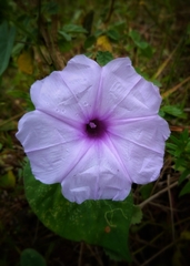 Ipomoea bahiensis
