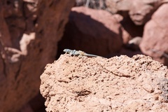 Petrosaurus thalassinus