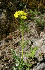 Patrinia intermedia