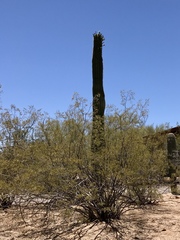 Larrea tridentata
