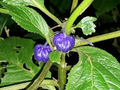 Lobelia physaloides