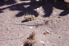 Aspidoscelis espiritensis