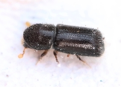 Taphrorychus bicolor