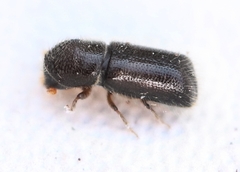 Taphrorychus bicolor