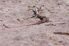 Aspidoscelis maximus