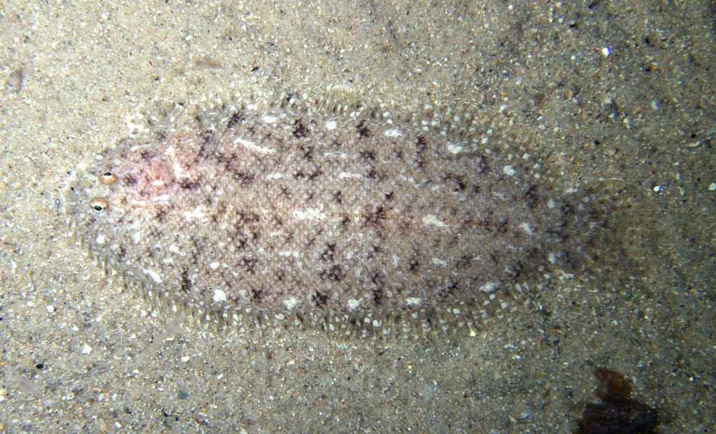Peppered Sole