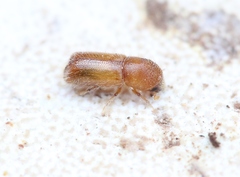Taphrorychus bicolor