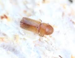 Taphrorychus bicolor