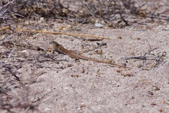 Aspidoscelis maximus