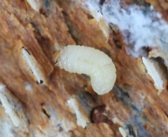 Taphrorychus bicolor