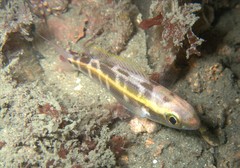Pentapodus paradiseus