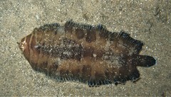 Soleichthys microcephalus
