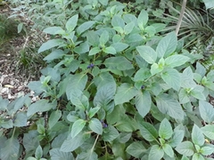 Lobelia physaloides