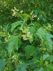 Acer ginnala