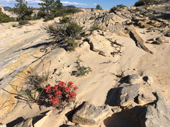 Castilleja scabrida scabrida