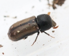 Trypodendron domesticum