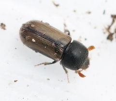 Trypodendron domesticum