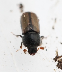 Trypodendron domesticum