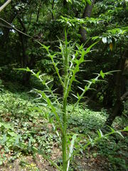 Cirsium laniflorum