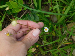 Astranthium integrifolium